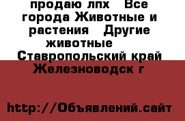 продаю лпх - Все города Животные и растения » Другие животные   . Ставропольский край,Железноводск г.